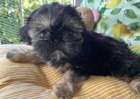 Predivni štenci ši cu rase spremni za nove porodice - 2/12