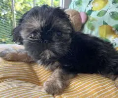 Predivni štenci ši cu rase spremni za nove porodice