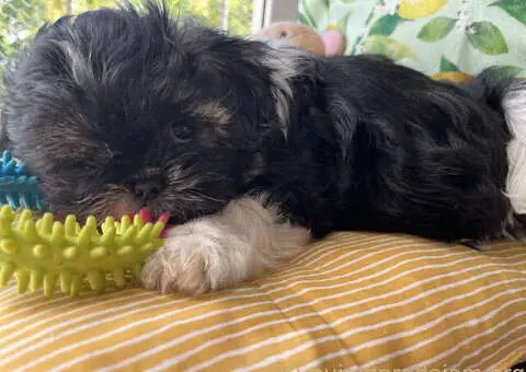 Predivni štenci ši cu rase spremni za nove porodice - 3/12