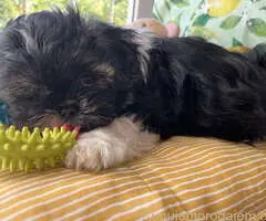 Predivni štenci ši cu rase spremni za nove porodice