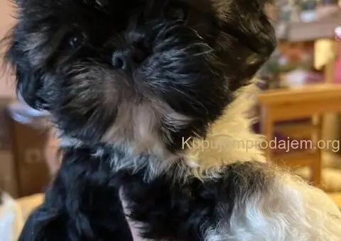 Predivni štenci ši cu rase spremni za nove porodice - 4/12