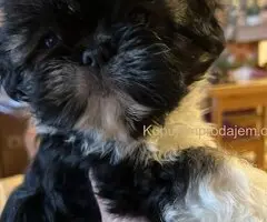 Predivni štenci ši cu rase spremni za nove porodice