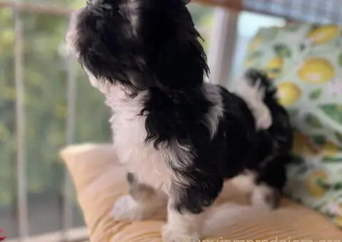 Predivni štenci ši cu rase spremni za nove porodice - 5/12