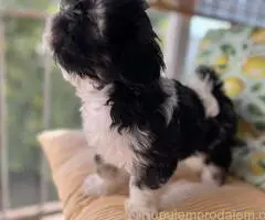 Predivni štenci ši cu rase spremni za nove porodice