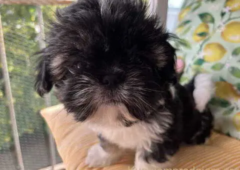 Predivni štenci ši cu rase spremni za nove porodice - 6/12