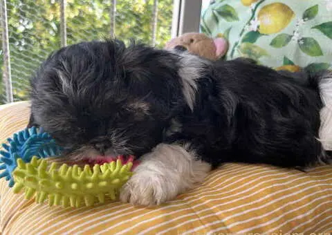 Predivni štenci ši cu rase spremni za nove porodice - 7/12