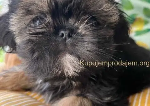 Predivni štenci ši cu rase spremni za nove porodice - 8/12