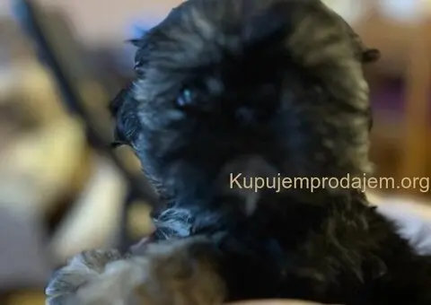 Predivni štenci ši cu rase spremni za nove porodice - 9/12