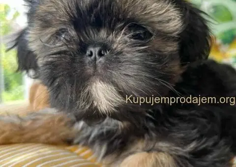 Predivni štenci ši cu rase spremni za nove porodice - 10/12