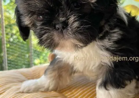 Predivni štenci ši cu rase spremni za nove porodice - 11/12