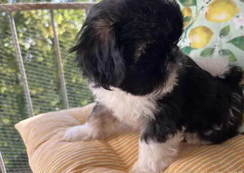 Predivni štenci ši cu rase spremni za nove porodice - 12/12