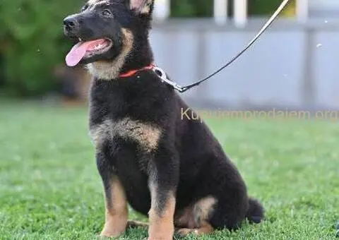 Nemački ovčar štenci - 1/5