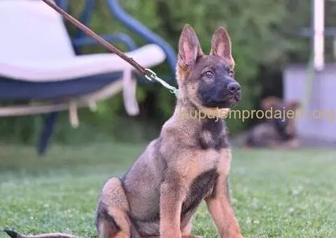 Nemački ovčar štenci - 2/5