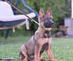 Nemački ovčar štenci