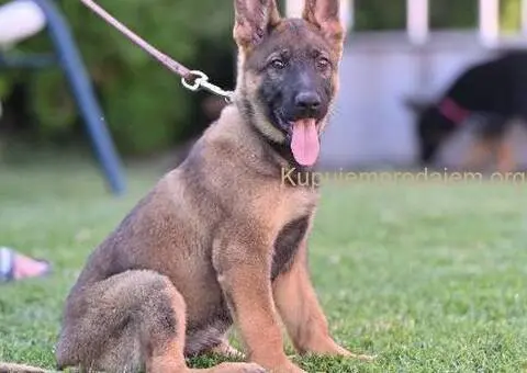 Nemački ovčar štenci - 3/5