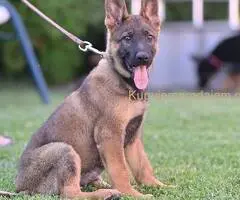 Nemački ovčar štenci