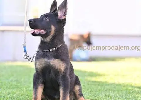 Nemački ovčar štenci - 4/5