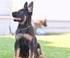 Nemački ovčar štenci