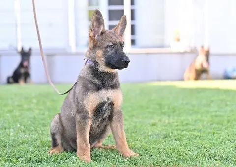 Nemački ovčar štenci - 5/5