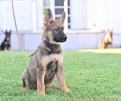 Nemački ovčar štenci