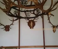 Šank, vitrina, rashladna vitrina i luster