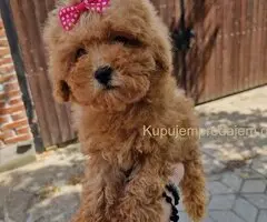 TOY PUDLE
