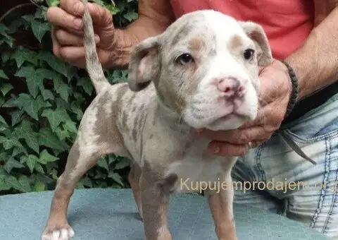 American bully - 1/5