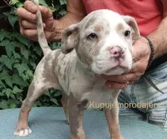 American bully