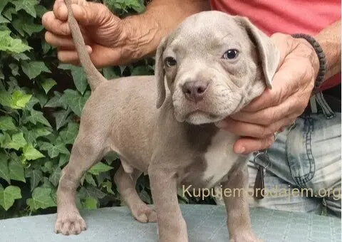 American bully - 2/5