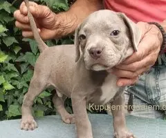 American bully