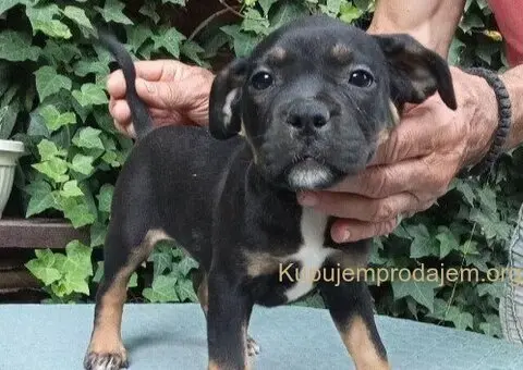 American bully - 3/5