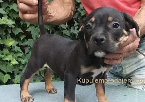 American bully - 4/5