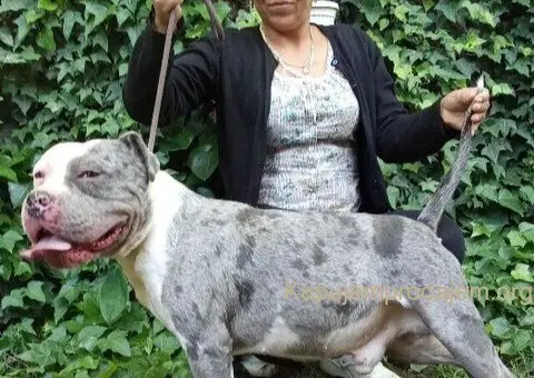 American bully - 5/5