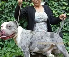 American bully