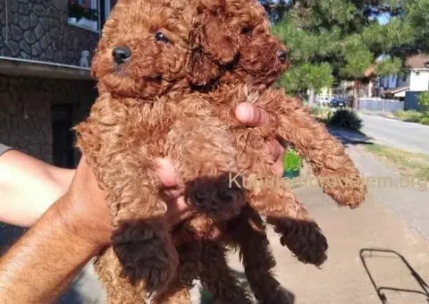 Na prodaju stenci patuljaste pudle - 1/7