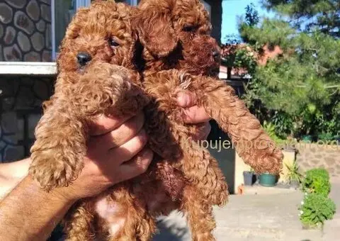 Na prodaju stenci patuljaste pudle - 2/7