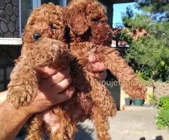 Na prodaju stenci patuljaste pudle