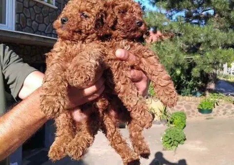 Na prodaju stenci patuljaste pudle - 3/7