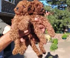 Na prodaju stenci patuljaste pudle