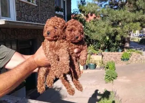 Na prodaju stenci patuljaste pudle - 4/7