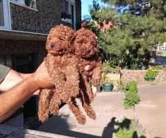 Na prodaju stenci patuljaste pudle