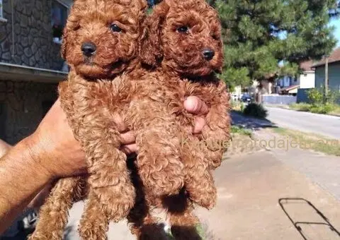 Na prodaju stenci patuljaste pudle - 5/7