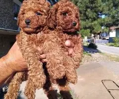 Na prodaju stenci patuljaste pudle