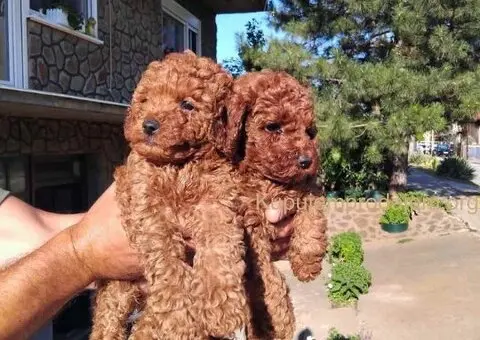 Na prodaju stenci patuljaste pudle - 6/7