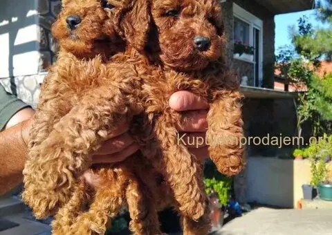 Na prodaju stenci patuljaste pudle - 7/7