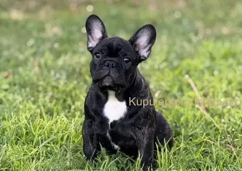Francuski Buldog VRHUNSKO štene - 1/5