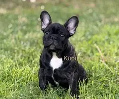 Francuski Buldog VRHUNSKO štene