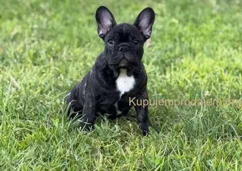Francuski Buldog VRHUNSKO štene - 2/5