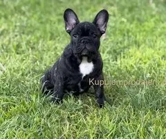Francuski Buldog VRHUNSKO štene