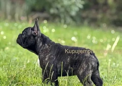 Francuski Buldog VRHUNSKO štene - 3/5